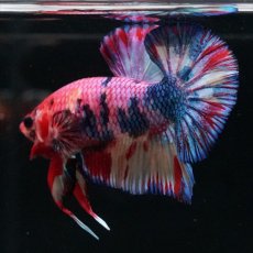 画像10: HMPK キャンディギャラクシー (10)