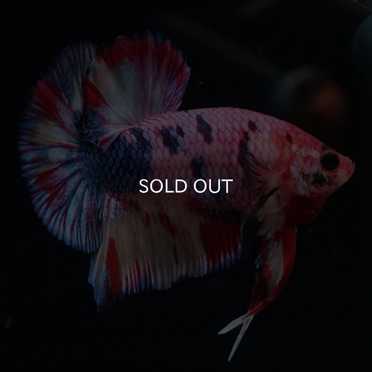 画像2: HMPK　キャンディギャラクシー (2)