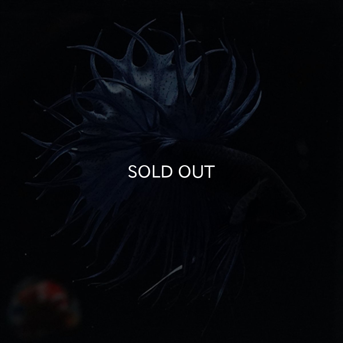 画像3: KCT キングクラウンテール　ブルー (3)