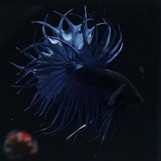 画像3: KCT キングクラウンテール ブルー (3)