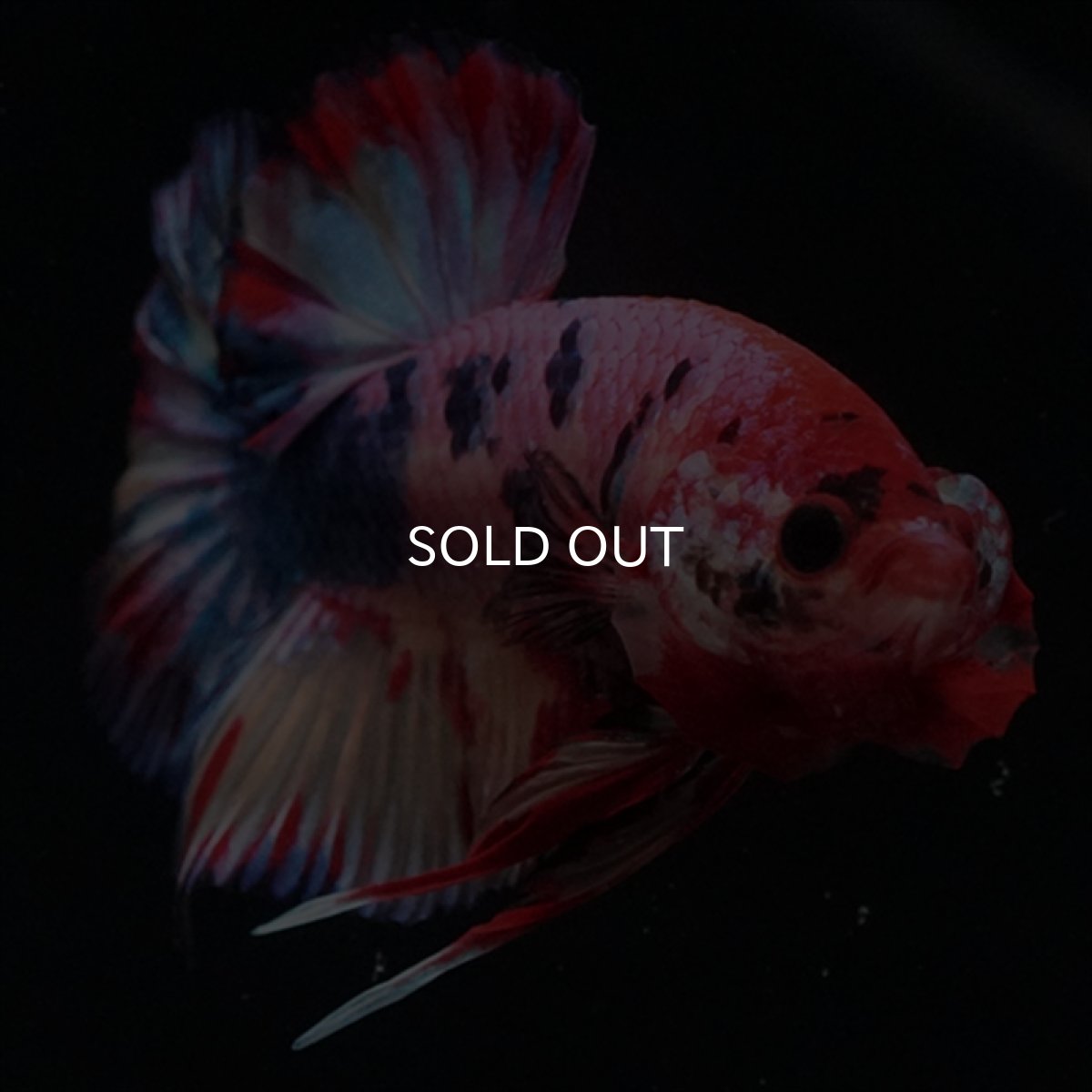 画像11: HMPK　キャンディギャラクシー (11)