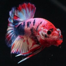 画像11: HMPK キャンディギャラクシー (11)