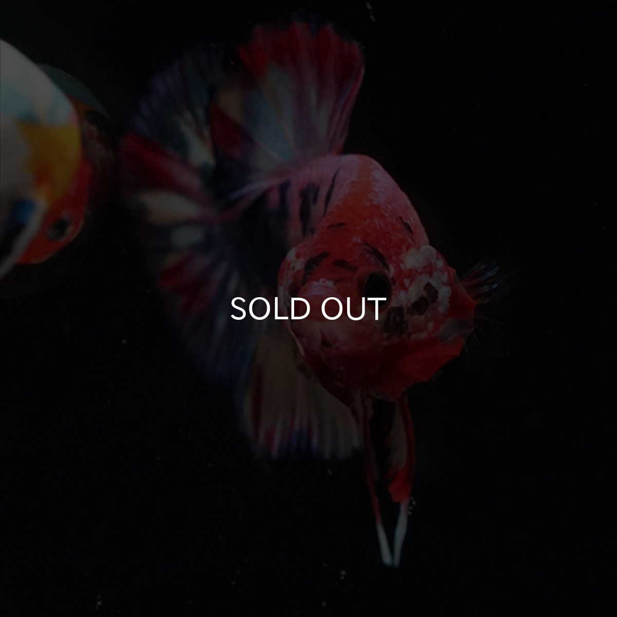 画像12: HMPK　キャンディギャラクシー (12)