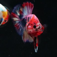 画像12: HMPK キャンディギャラクシー (12)