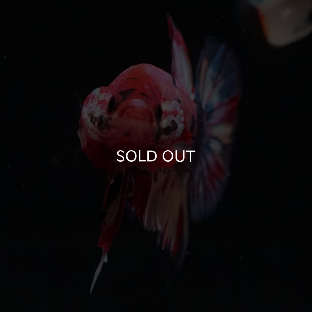 画像13: HMPK　キャンディギャラクシー (13)