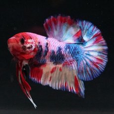 画像14: HMPK キャンディギャラクシー (14)