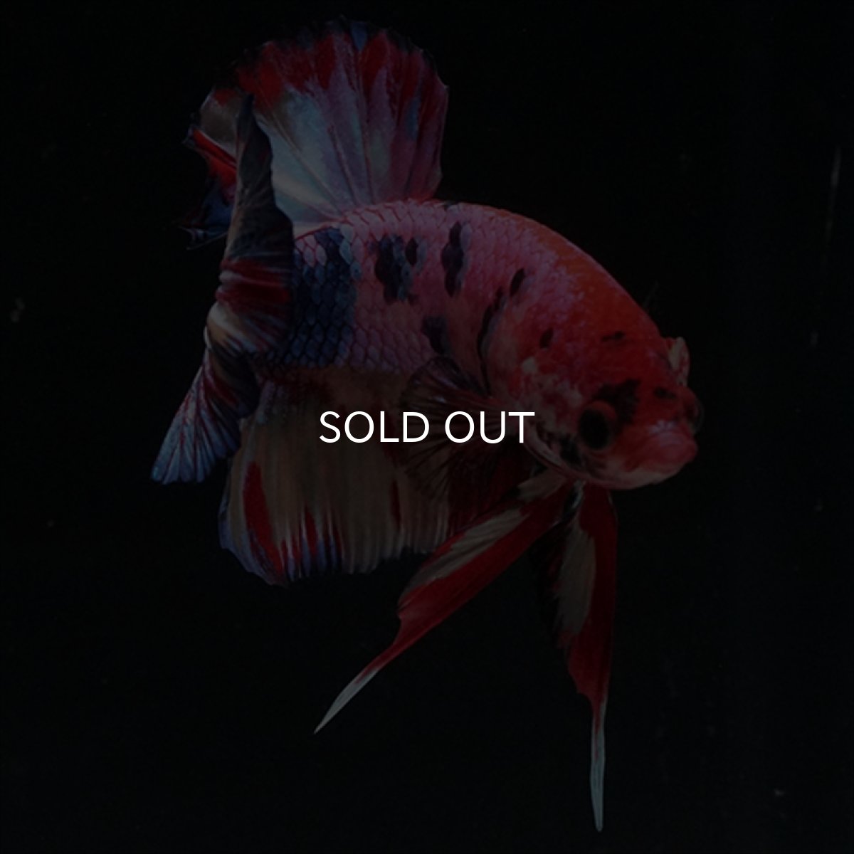 画像15: HMPK　キャンディギャラクシー (15)