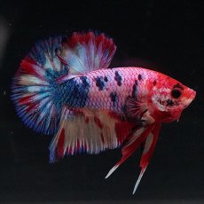 画像16: HMPK キャンディギャラクシー (16)