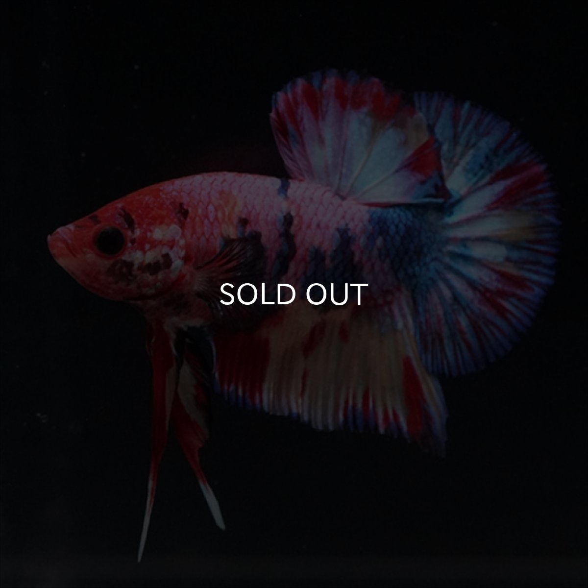 画像3: HMPK　キャンディギャラクシー (3)