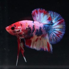 画像3: HMPK キャンディギャラクシー (3)