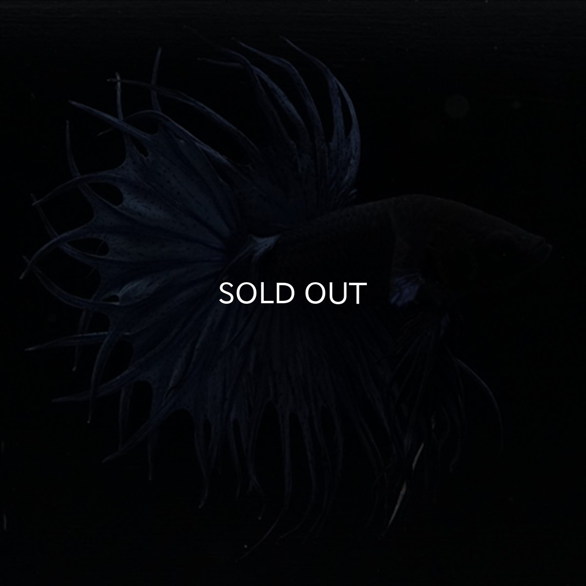 画像4: KCT キングクラウンテール　ブルー (4)