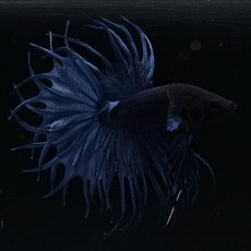 画像4: KCT キングクラウンテール ブルー (4)