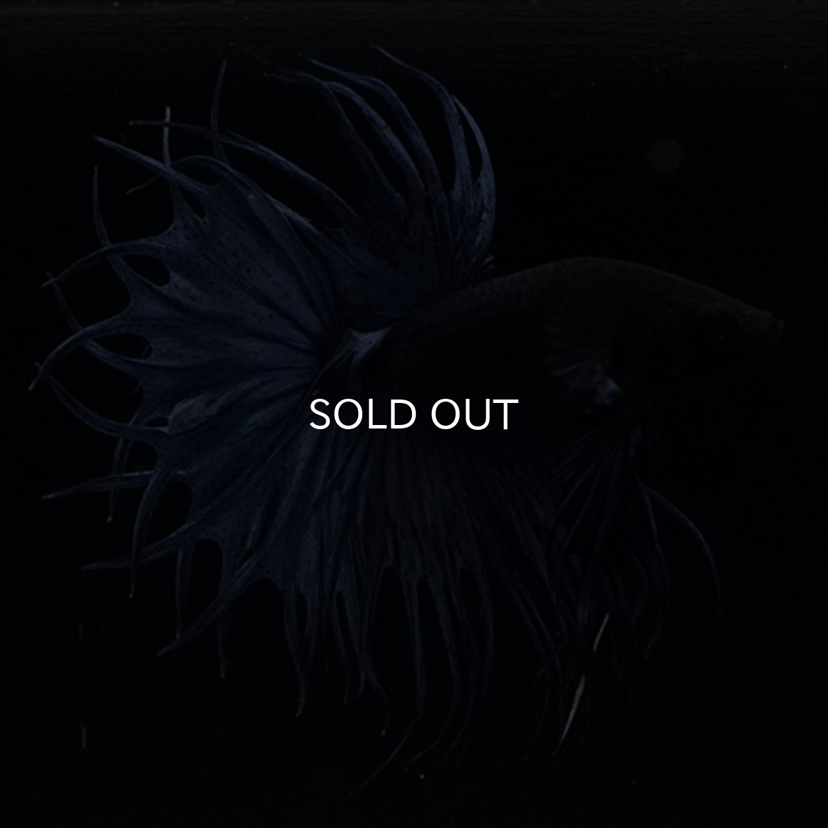 画像5: KCT キングクラウンテール　ブルー (5)