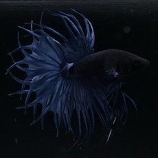 画像5: KCT キングクラウンテール ブルー (5)