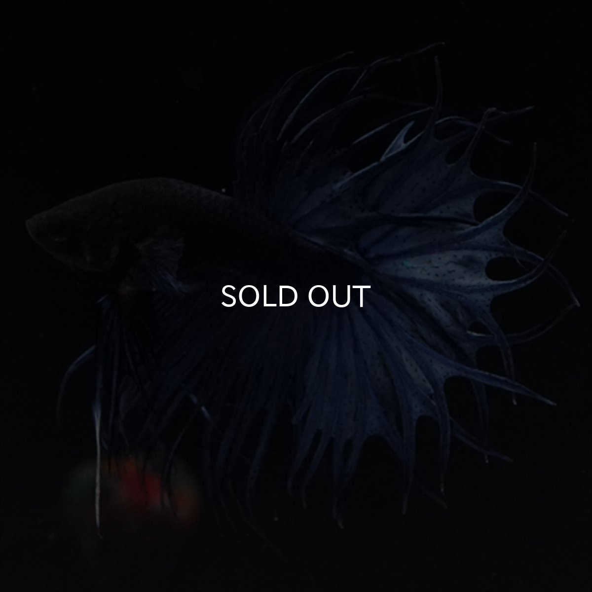 画像6: KCT キングクラウンテール　ブルー (6)