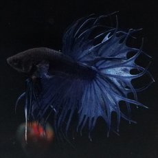画像6: KCT キングクラウンテール ブルー (6)