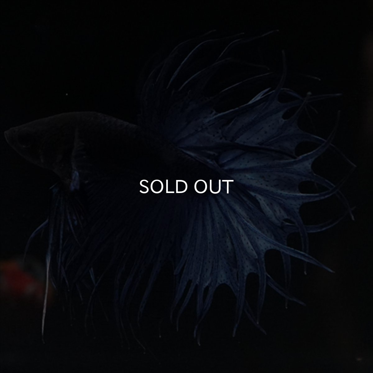 画像2: KCT キングクラウンテール　ブルー (2)