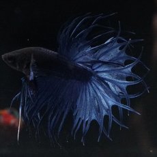 画像2: KCT キングクラウンテール ブルー (2)