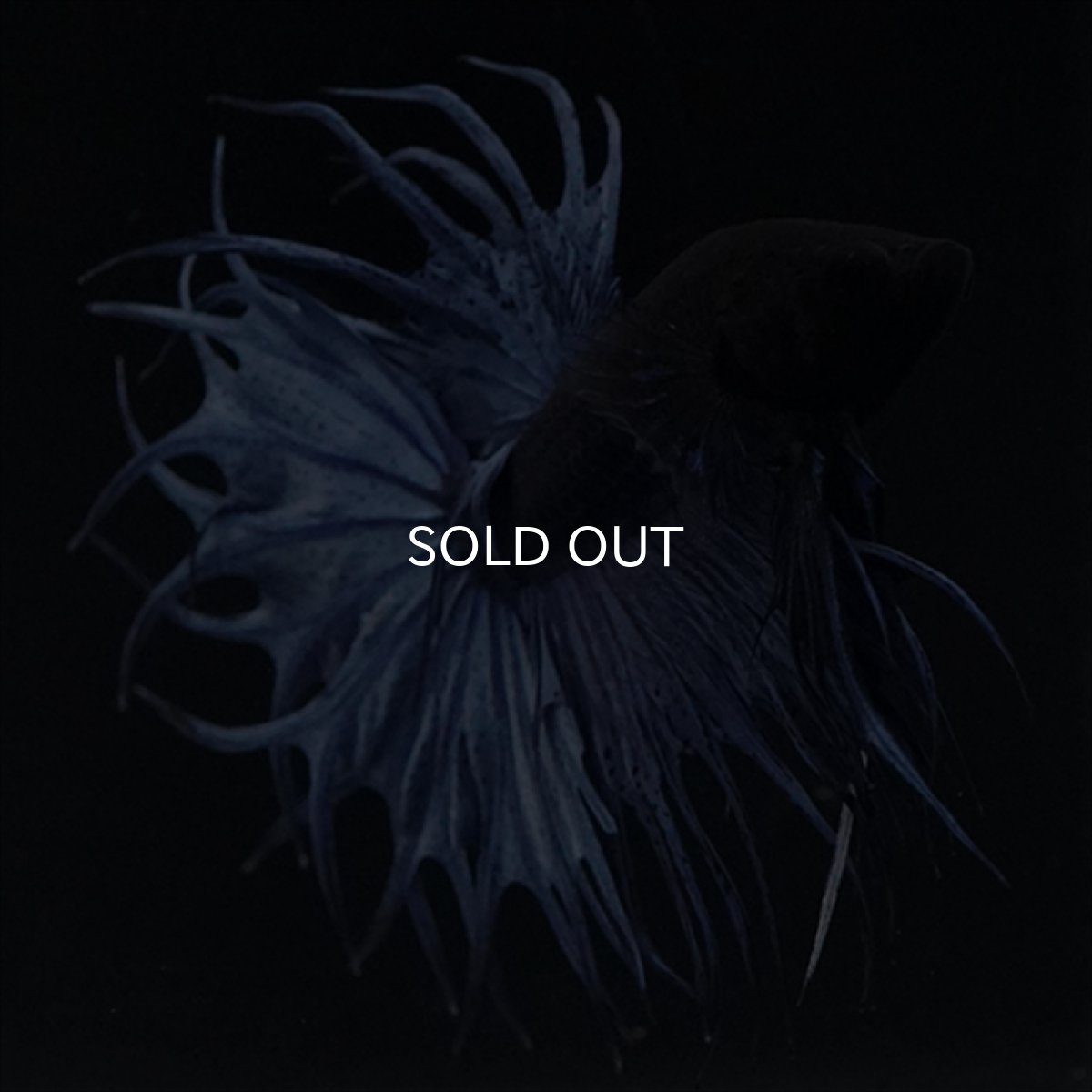 画像7: KCT キングクラウンテール　ブルー (7)