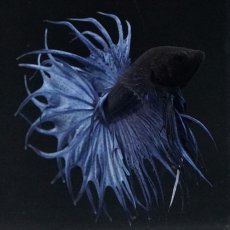 画像7: KCT キングクラウンテール ブルー (7)