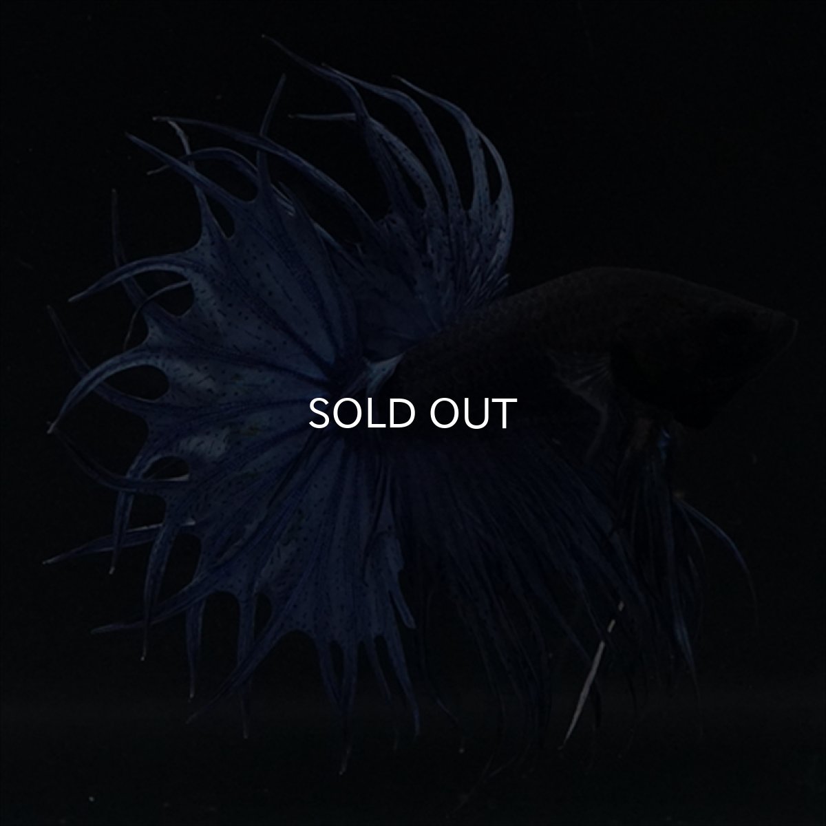 画像1: KCT キングクラウンテール　ブルー (1)