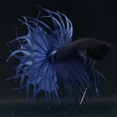 画像1: KCT キングクラウンテール ブルー (1)