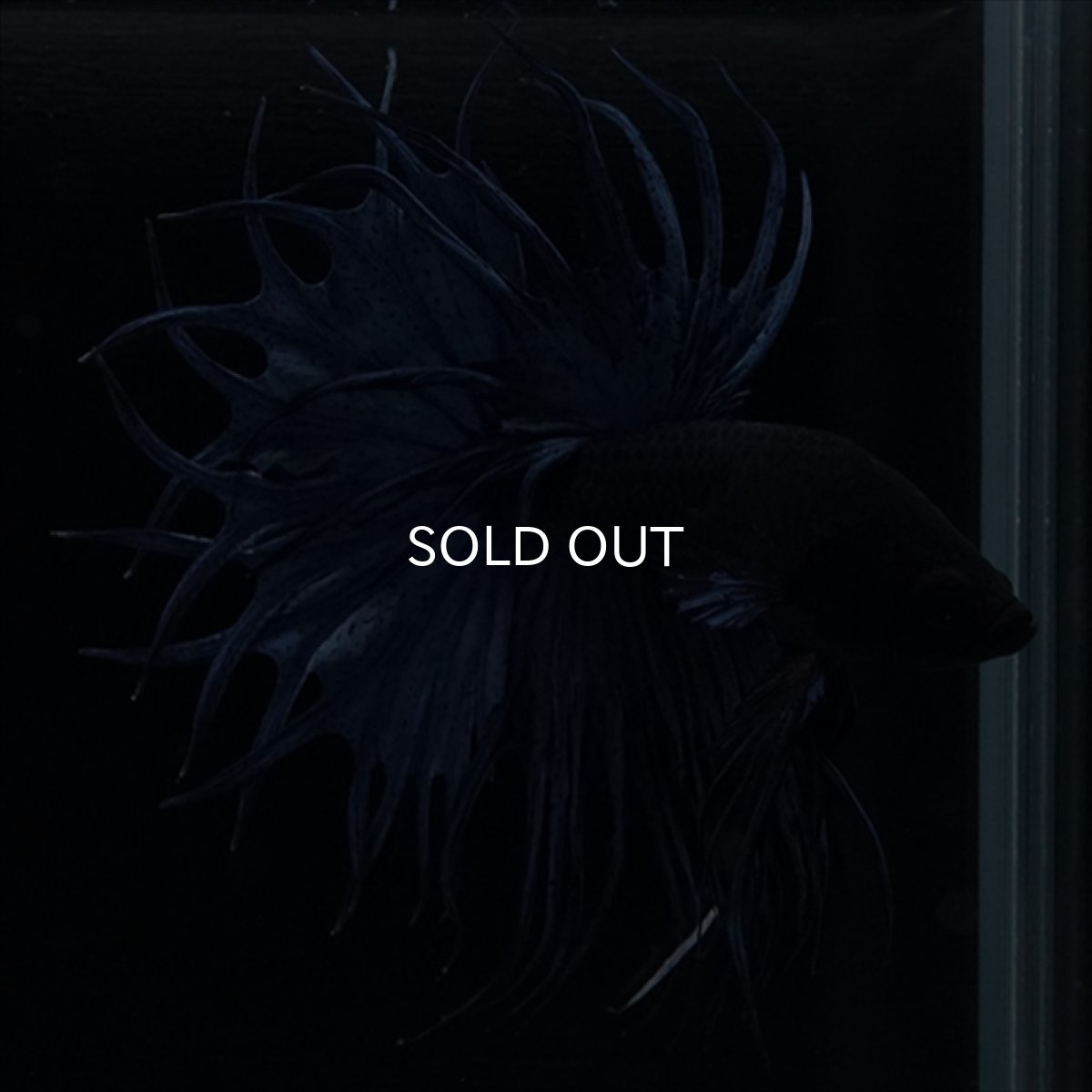 画像8: KCT キングクラウンテール　ブルー (8)