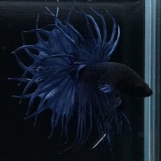 画像8: KCT キングクラウンテール ブルー (8)