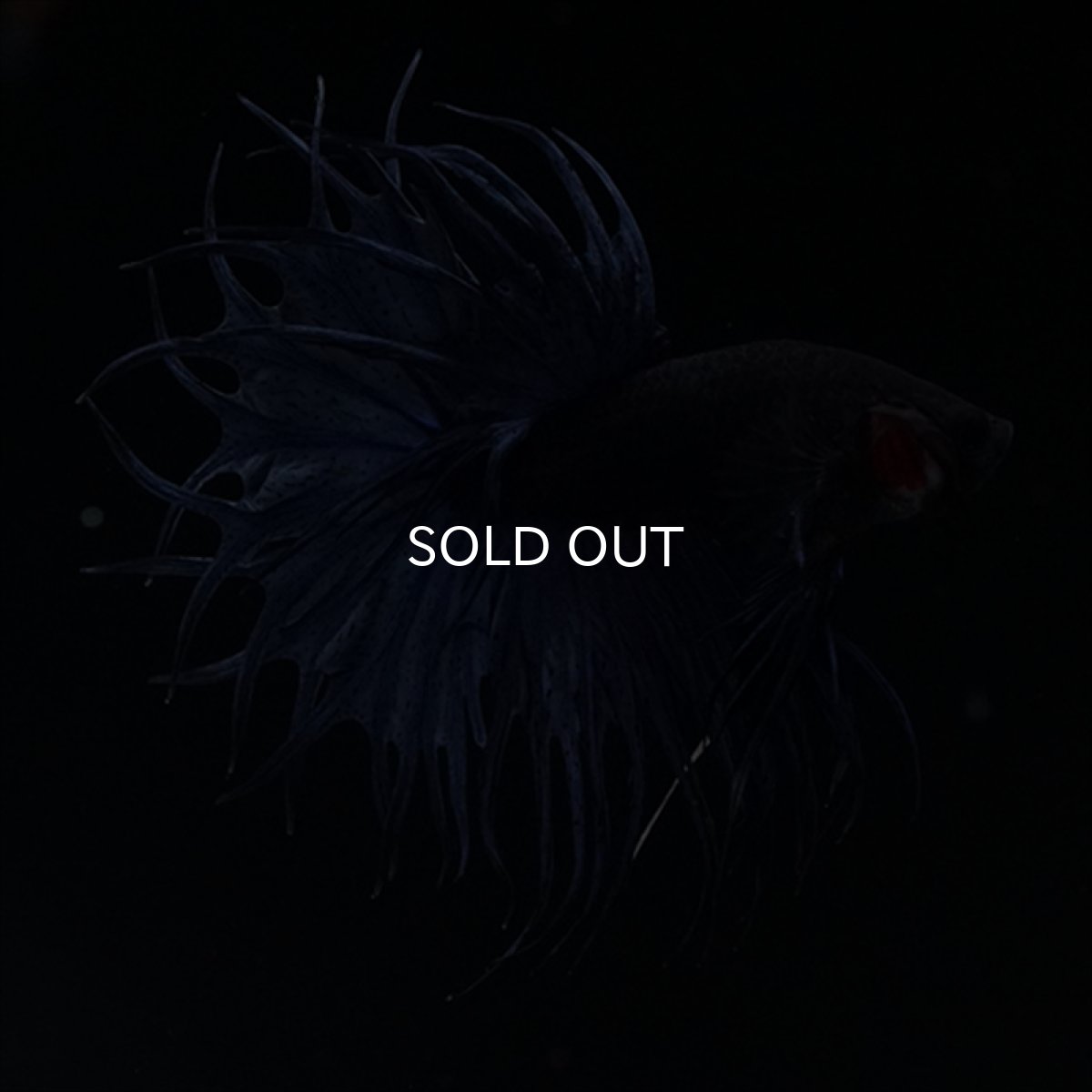 画像9: KCT キングクラウンテール　ブルー (9)