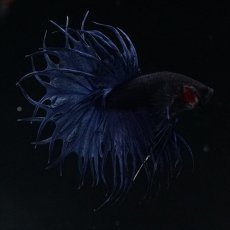 画像9: KCT キングクラウンテール ブルー (9)