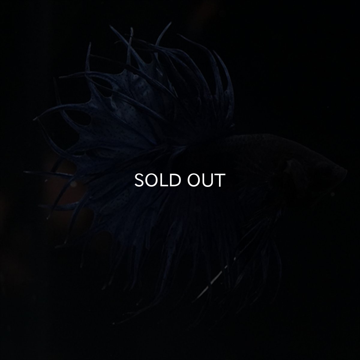 画像10: KCT キングクラウンテール　ブルー (10)