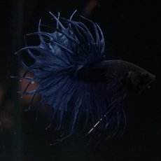 画像10: KCT キングクラウンテール ブルー (10)