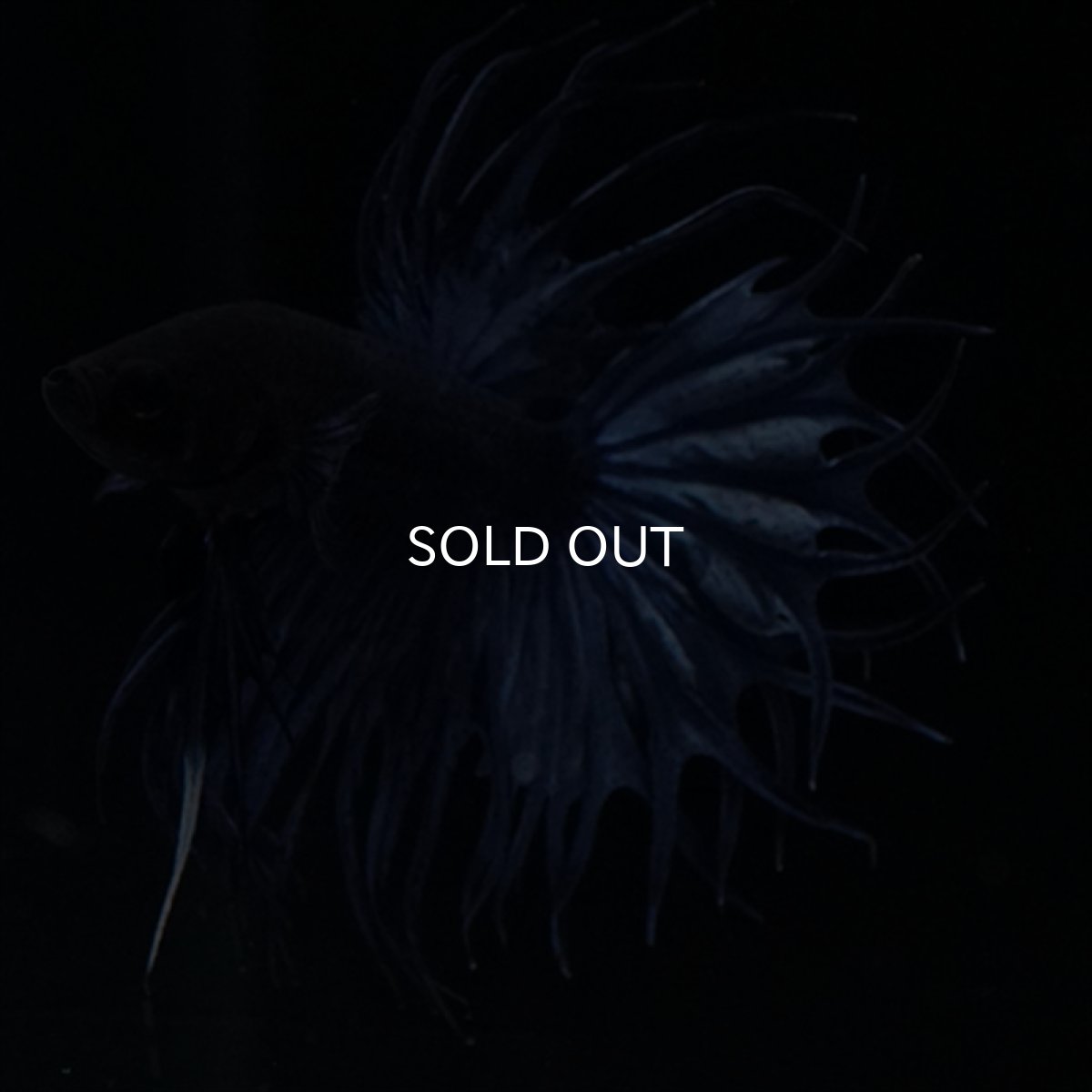 画像11: KCT キングクラウンテール　ブルー (11)