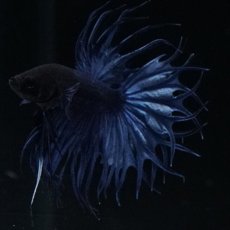 画像11: KCT キングクラウンテール ブルー (11)