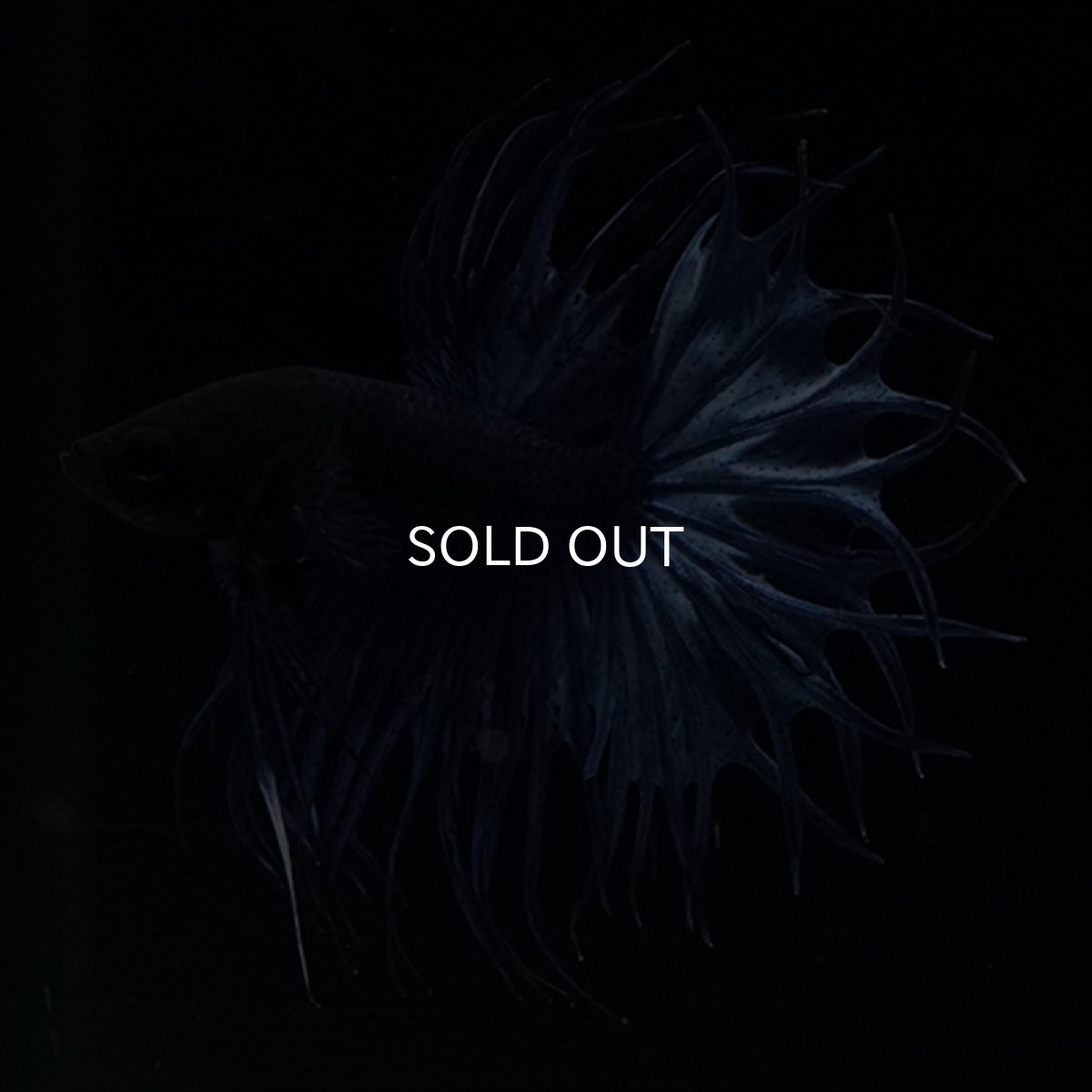 画像12: KCT キングクラウンテール　ブルー (12)