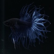 画像12: KCT キングクラウンテール ブルー (12)