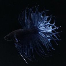 画像13: KCT キングクラウンテール ブルー (13)