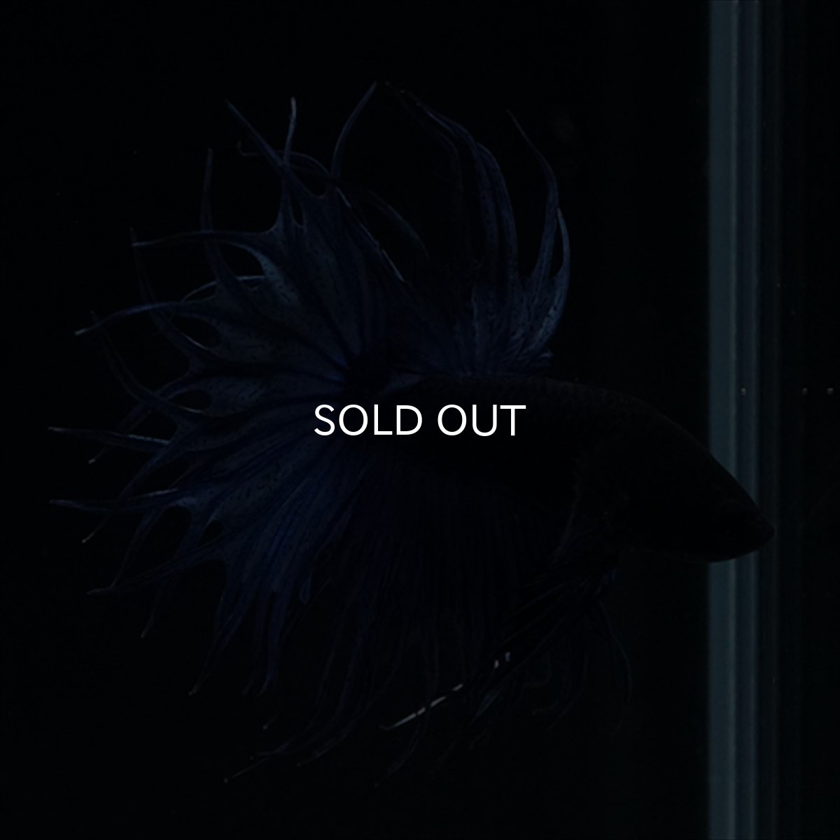 画像14: KCT キングクラウンテール　ブルー (14)