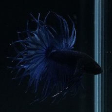 画像14: KCT キングクラウンテール ブルー (14)