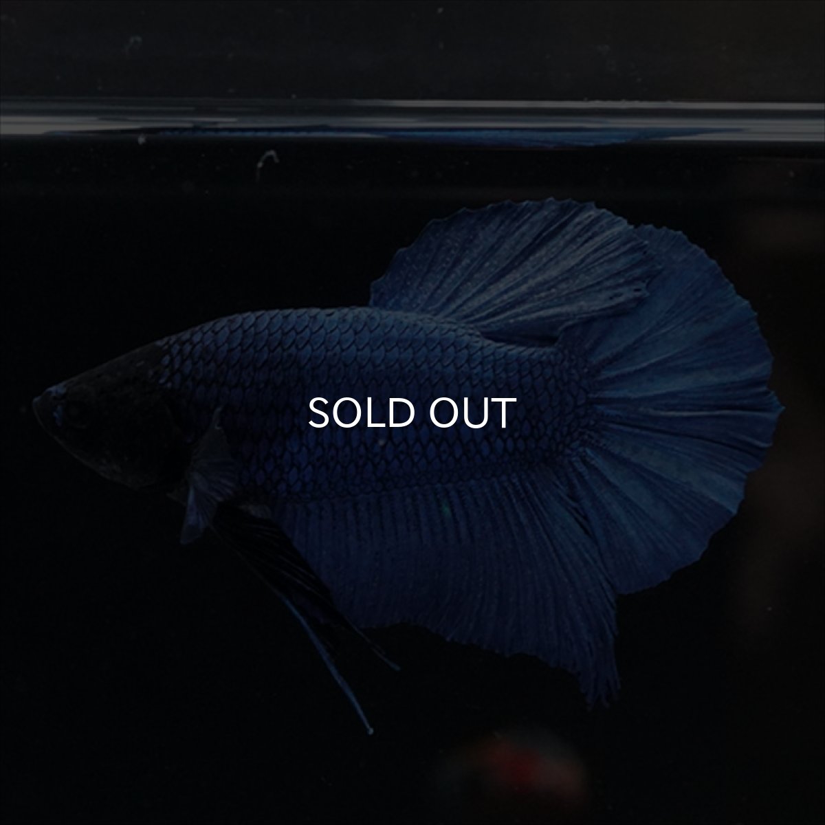 画像3: HMPK　ブルー　ブラックヘッド (3)