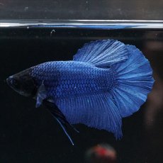 画像3: HMPK ブルー ブラックヘッド (3)