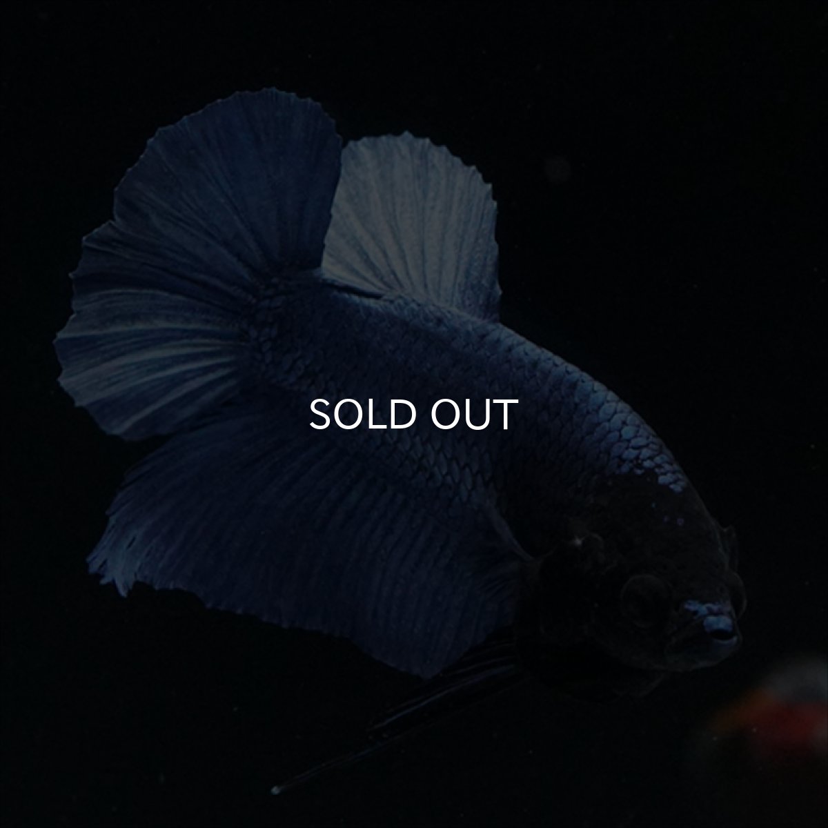 画像4: HMPK　ブルー　ブラックヘッド (4)