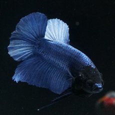 画像4: HMPK ブルー ブラックヘッド (4)