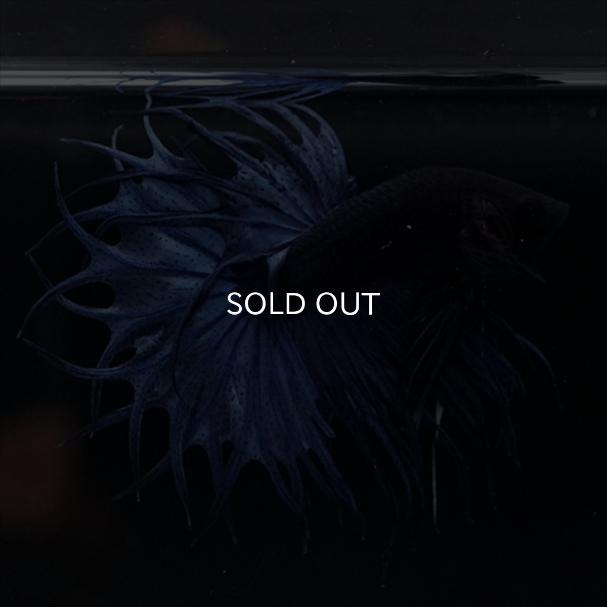 画像15: KCT キングクラウンテール　ブルー (15)