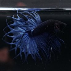 画像15: KCT キングクラウンテール ブルー (15)