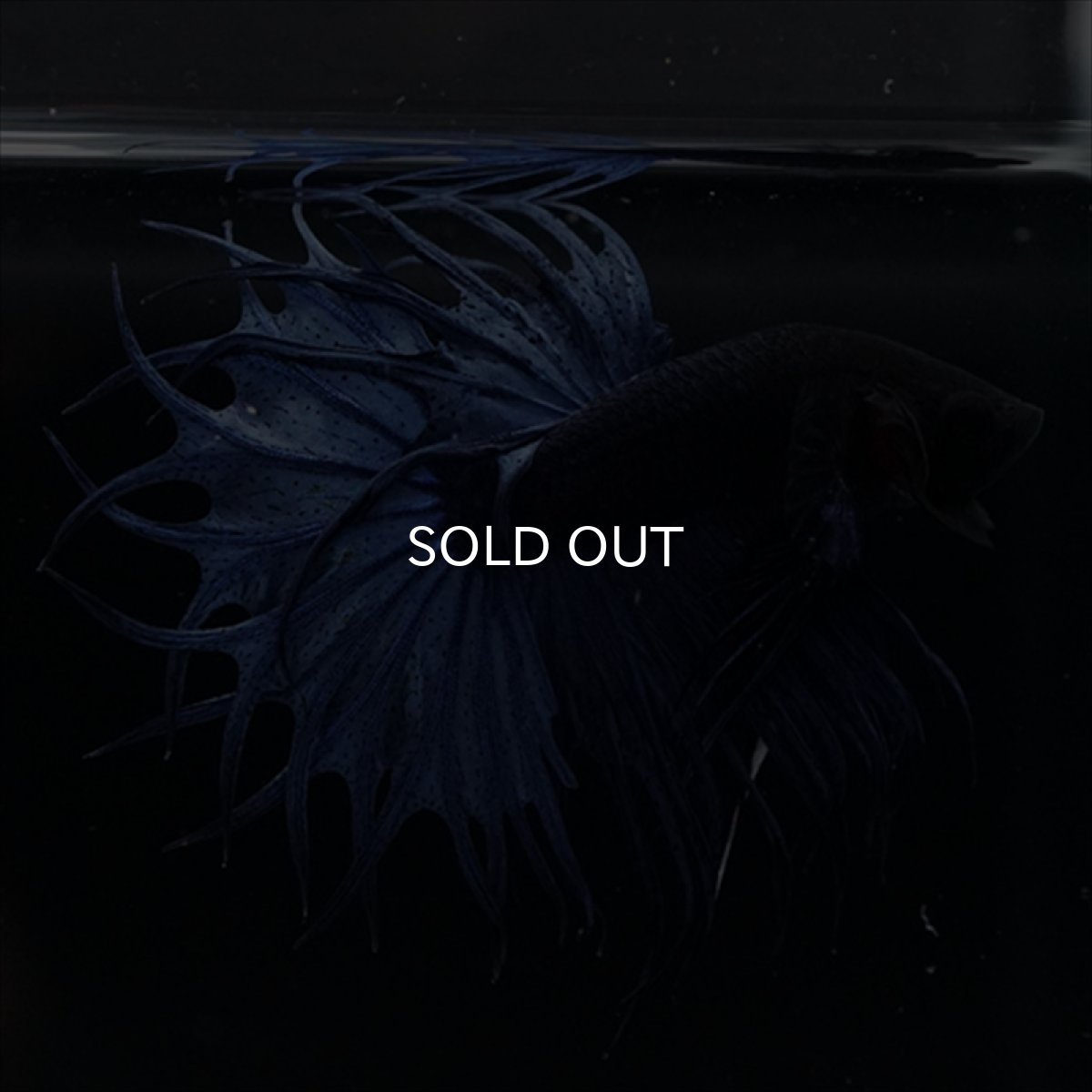 画像16: KCT キングクラウンテール　ブルー (16)