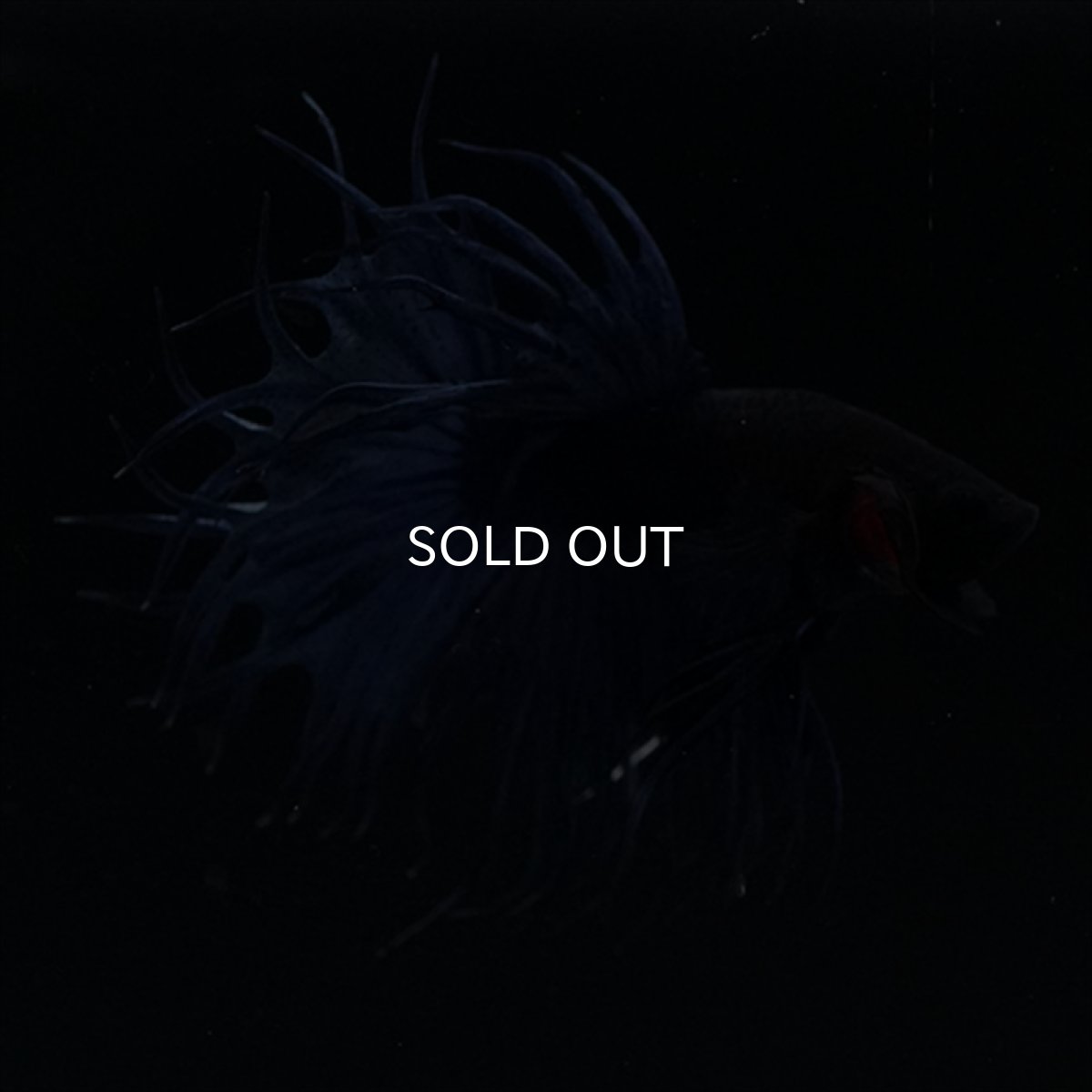 画像17: KCT キングクラウンテール　ブルー (17)