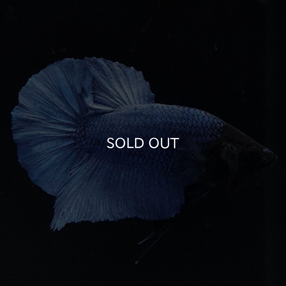 画像5: HMPK　ブルー　ブラックヘッド (5)