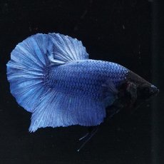 画像5: HMPK ブルー ブラックヘッド (5)