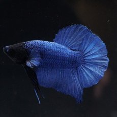 画像2: HMPK ブルー ブラックヘッド (2)